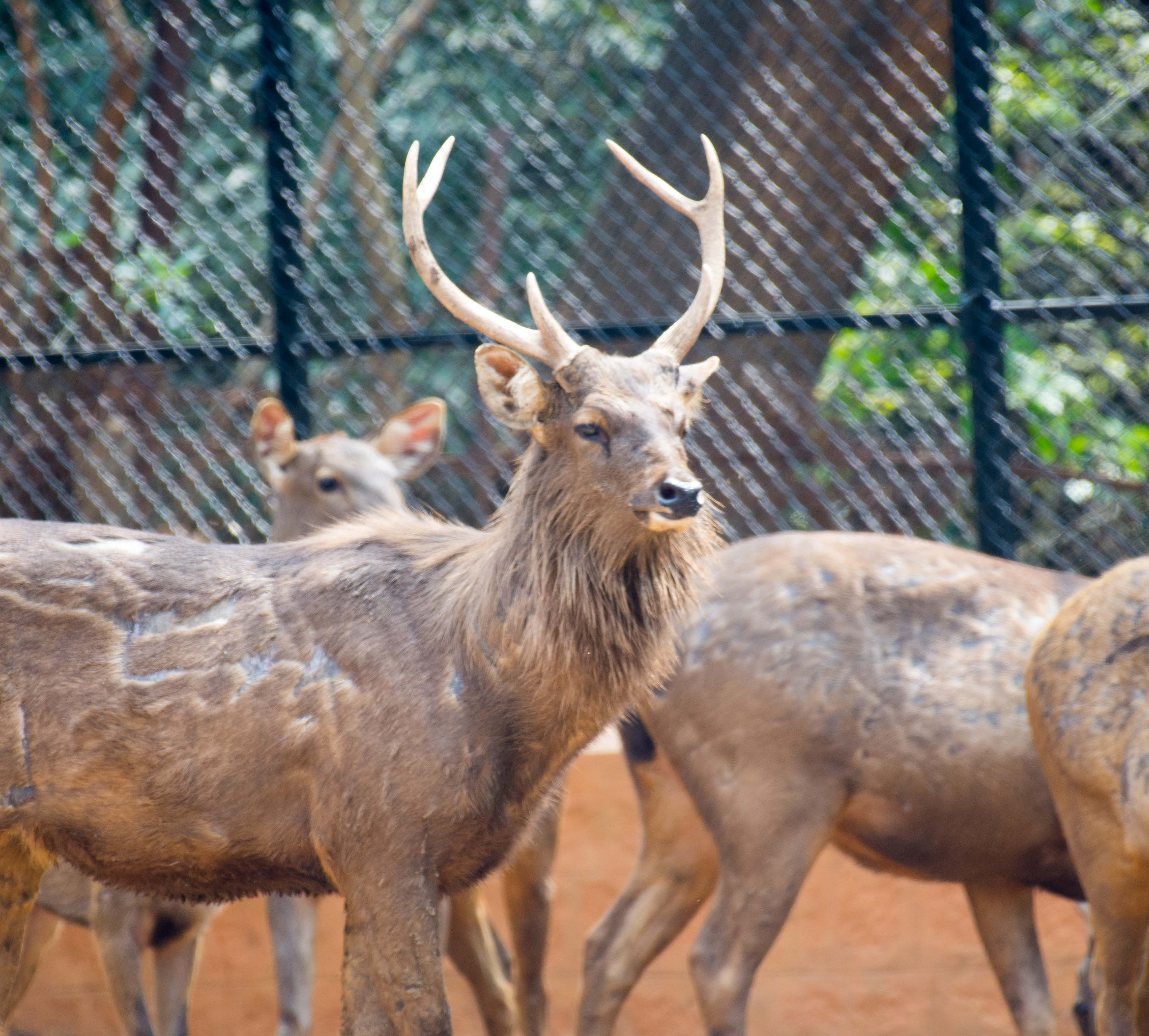 tourist places in mysore zoo